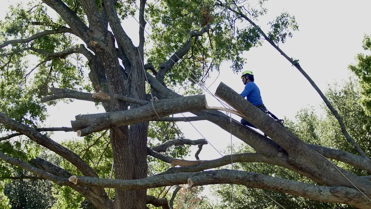 Professional Hazardous Tree Removal performed by certified arborists in Leicester