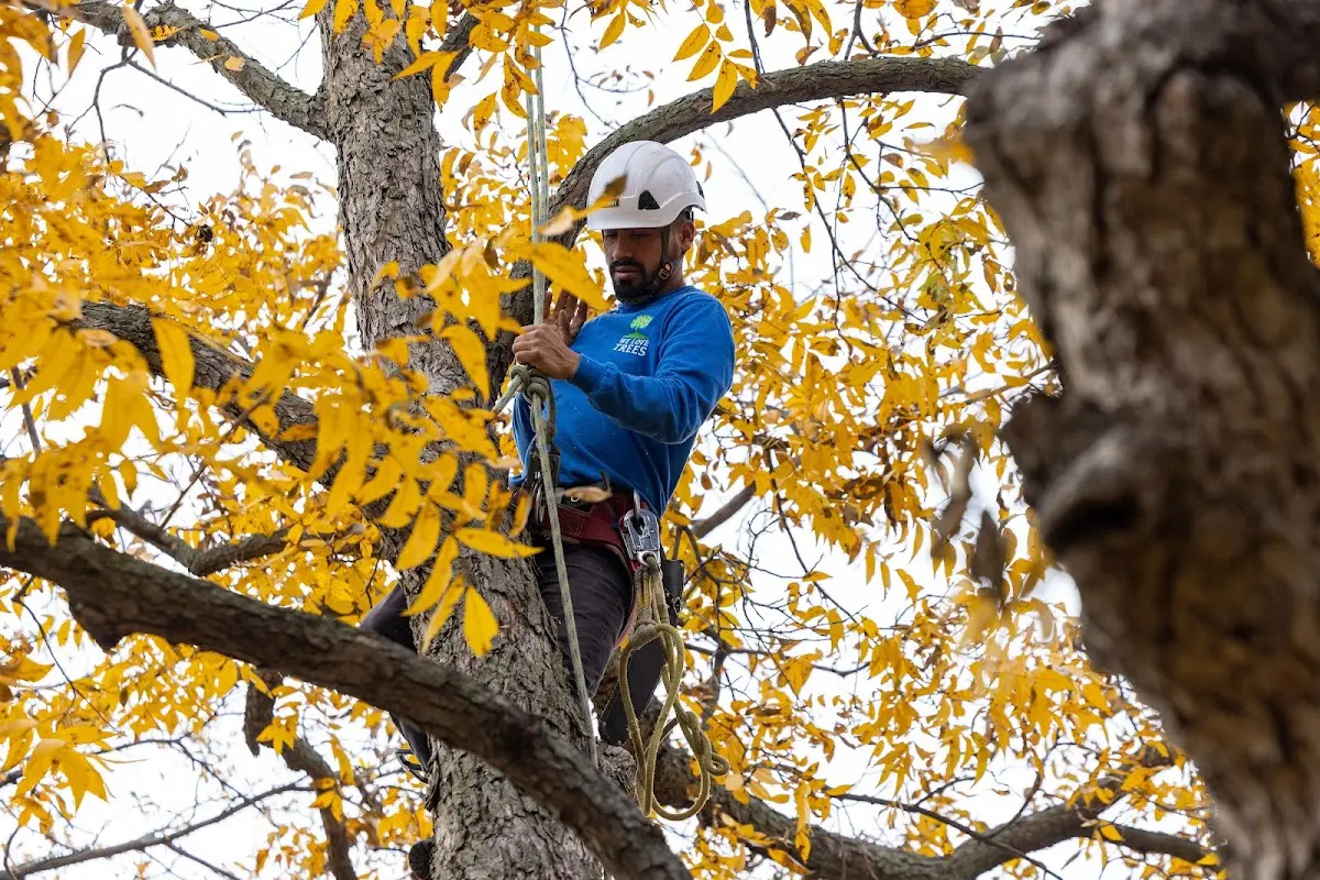 Skilled Tree Trimming crew working in Leicester